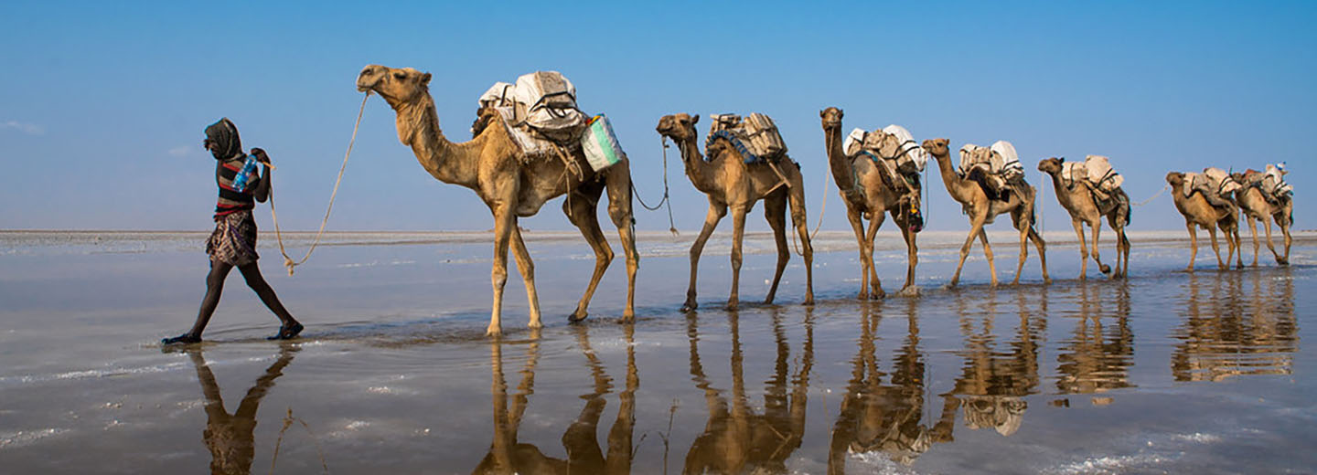 afar-camel